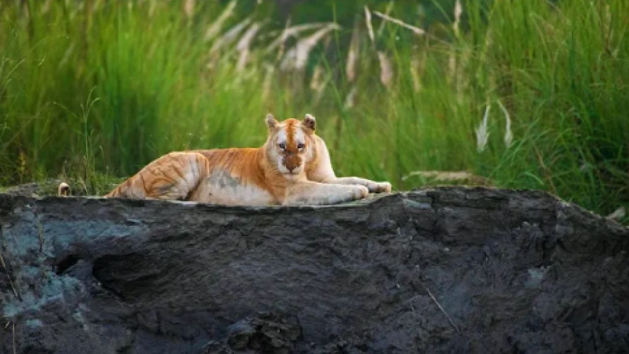 Golden Tiger