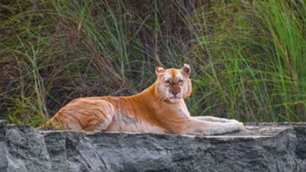 Golden Tiger Spotted In Assam