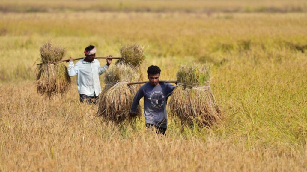 Farmers carries paddy on their shoulder after harvest in a field in Nagaon District of Assam, India on November 21, 2023.